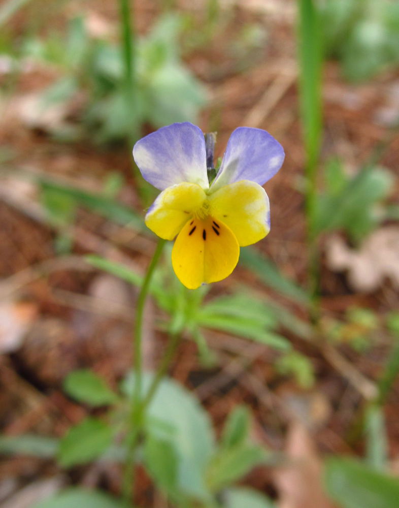 Image of Viola &times; contempta specimen.