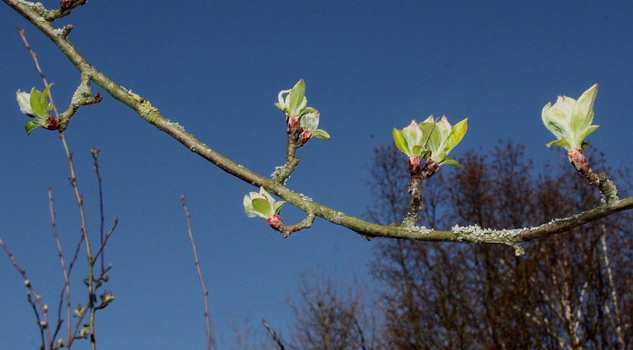 Изображение особи Malus sieversii.