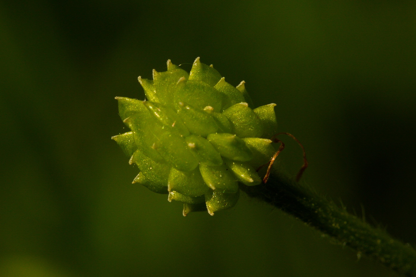 Image of Ranunculus polyanthemos specimen.