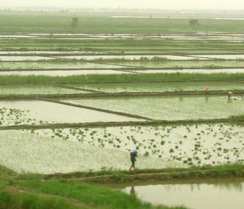 Image of Oryza sativa specimen.