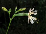 Silene italica