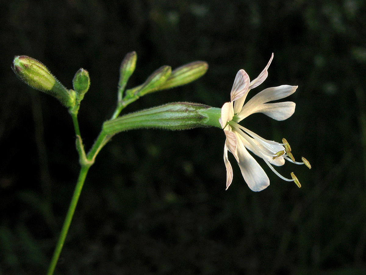 Image of Silene italica specimen.