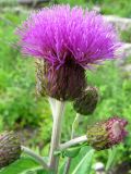 Cirsium heterophyllum