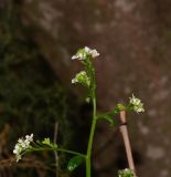 Crambe hispanica