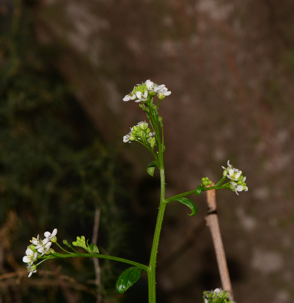 Image of Crambe hispanica specimen.
