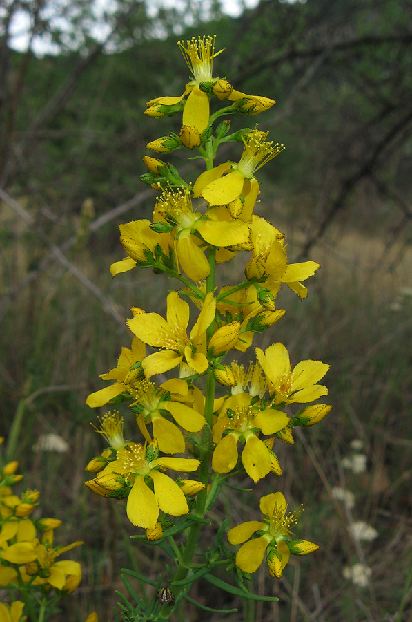 Изображение особи Hypericum lydium.