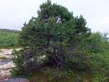 Pinus friesiana