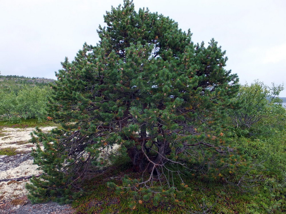 Image of Pinus friesiana specimen.