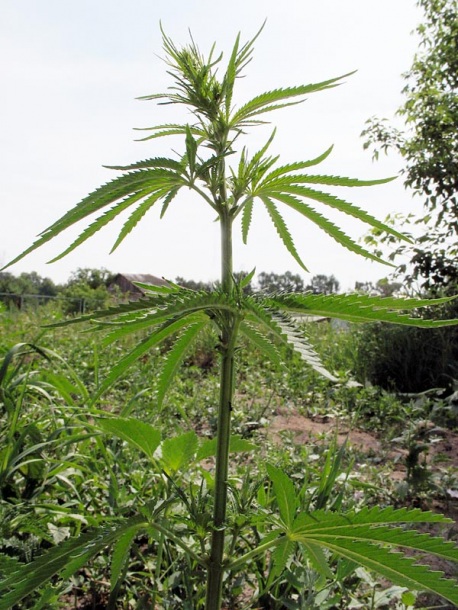 Image of Cannabis sativa specimen.