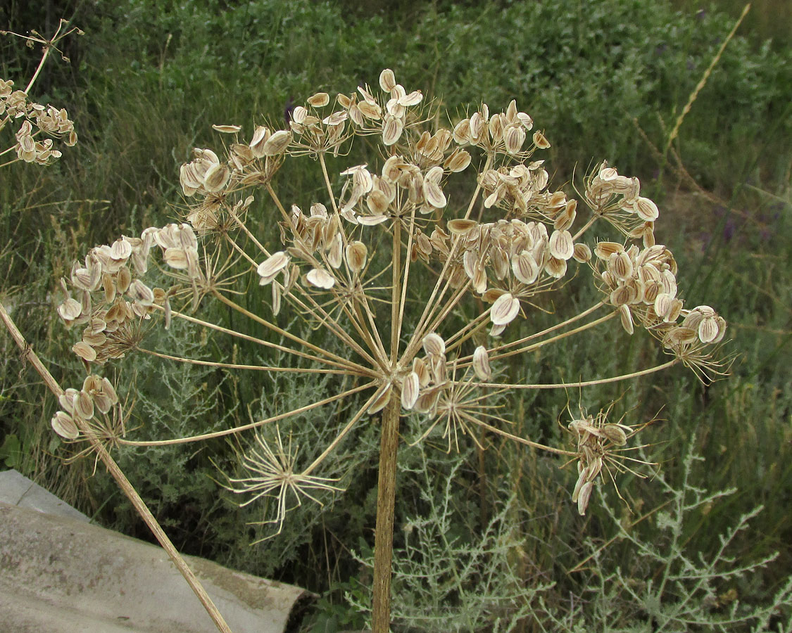 Изображение особи Pastinaca clausii.