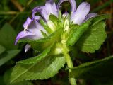 Campanula maleevii