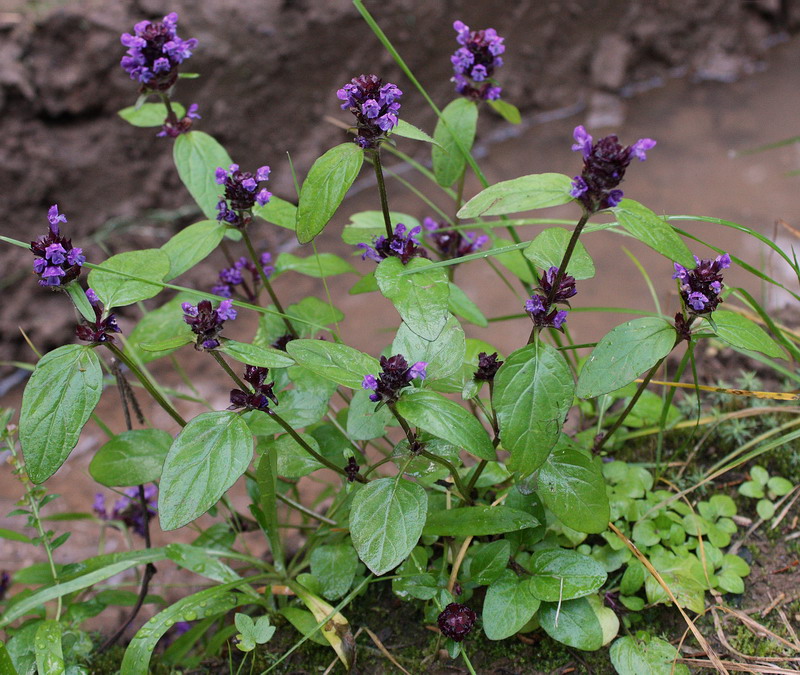 Image of Prunella vulgaris specimen.