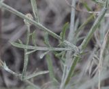 genus Centaurea