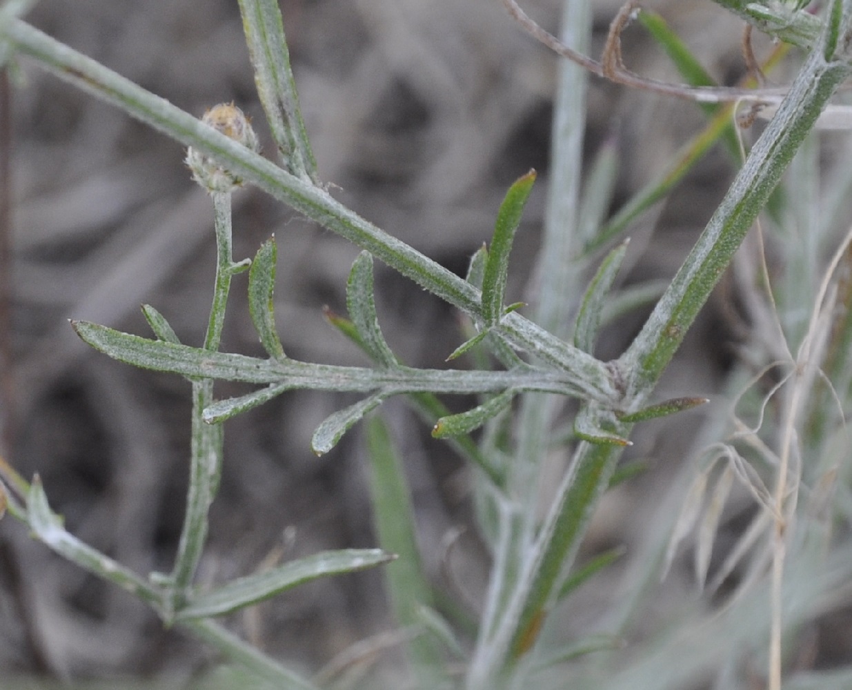 Image of genus Centaurea specimen.
