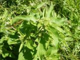 Arctium minus