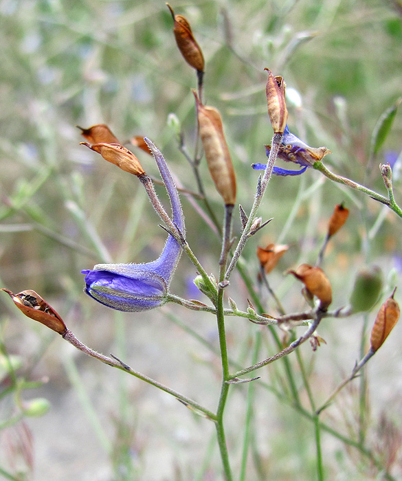 Image of Delphinium paniculatum specimen.