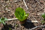 Cardiocrinum cordatum