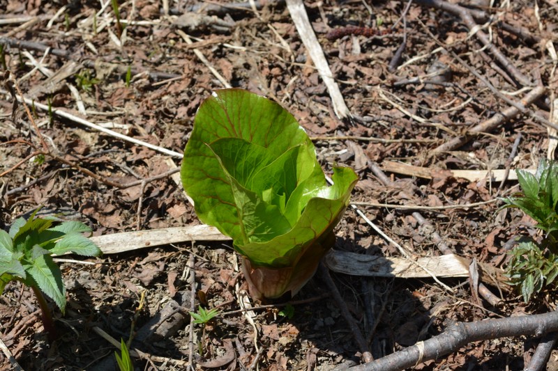 Image of Cardiocrinum cordatum specimen.