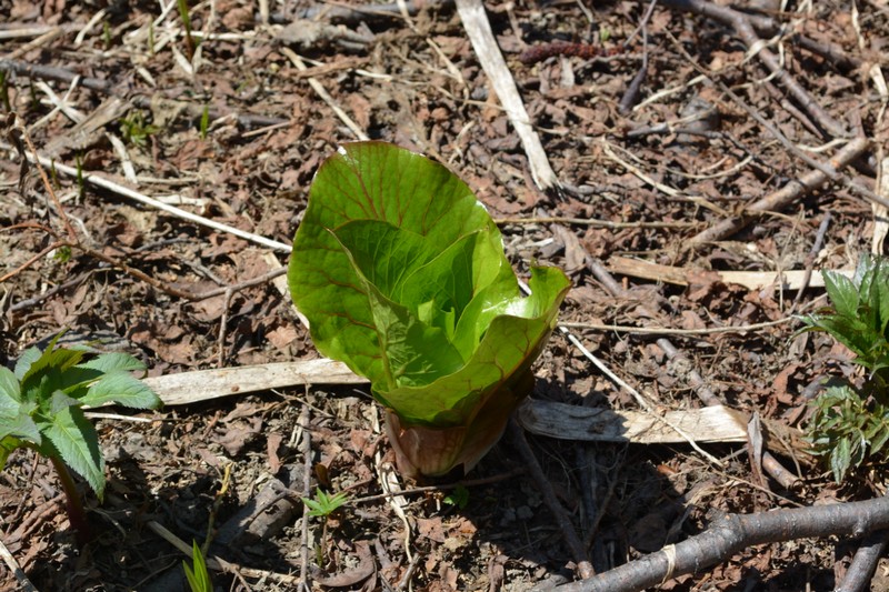 Изображение особи Cardiocrinum cordatum.