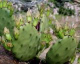 Opuntia ficus-indica. Растения с бутонами. Германия, г. Дюссельдорф, Ботанический сад университета. 03.06.2014.