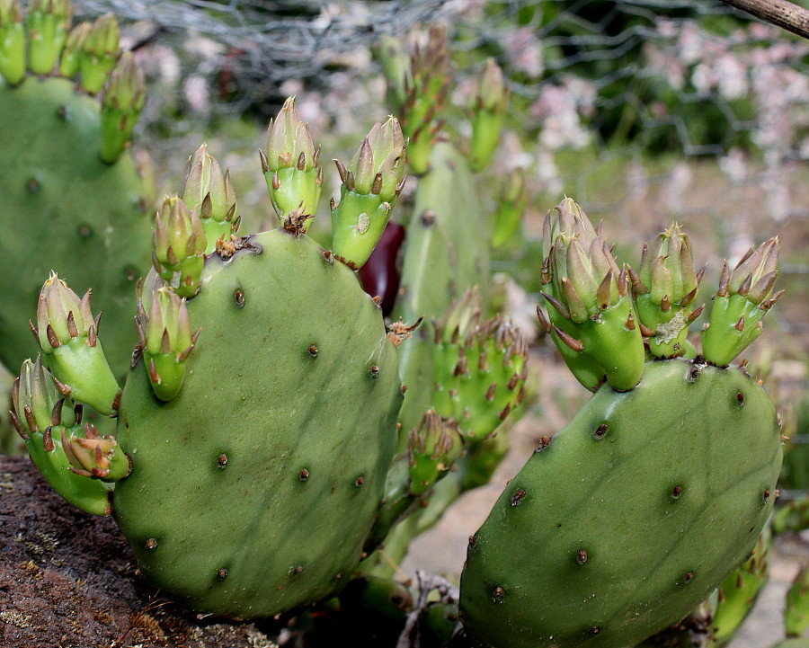 Изображение особи Opuntia ficus-indica.