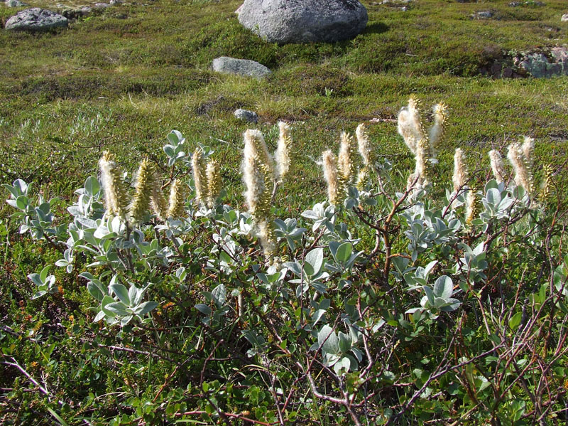 Image of Salix lanata specimen.