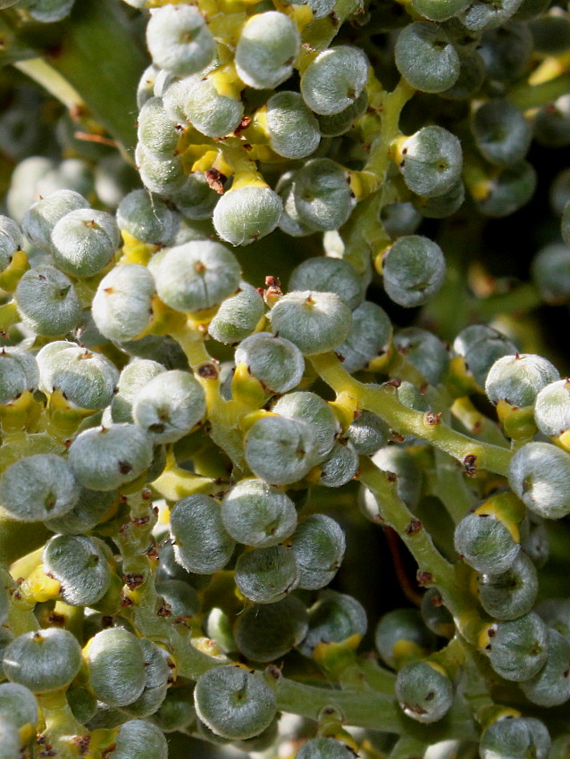 Image of Trachycarpus fortunei specimen.