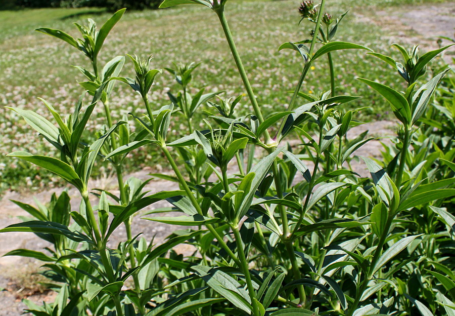 Изображение особи Saponaria officinalis.