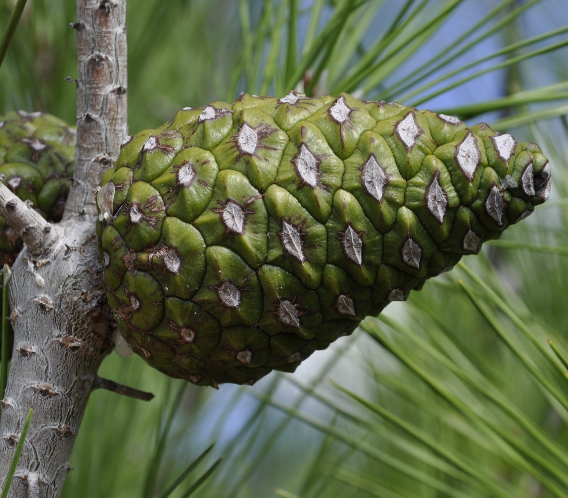 Изображение особи Pinus brutia.