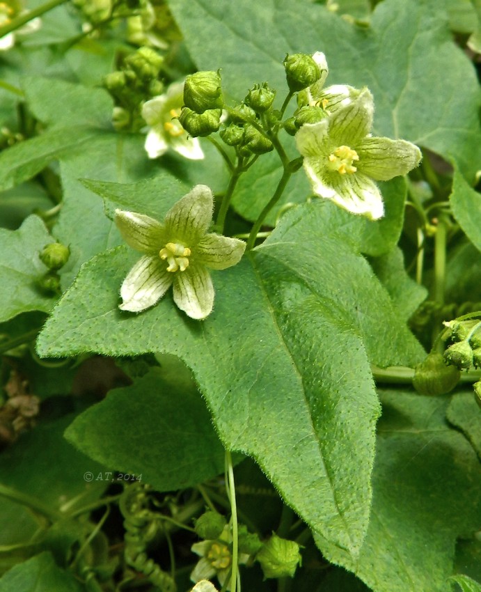 Изображение особи Bryonia dioica.