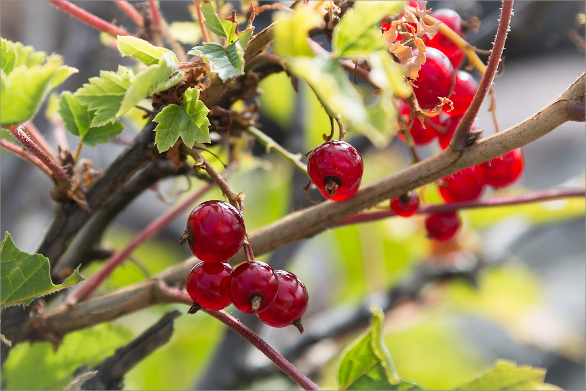 Image of Ribes glabrum specimen.