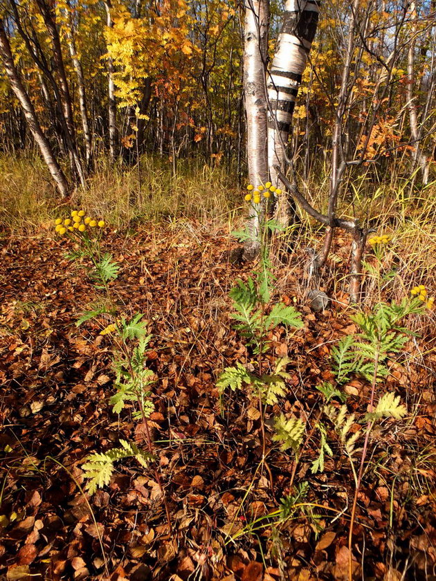 Изображение особи Tanacetum vulgare.