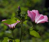 Malva trimestris