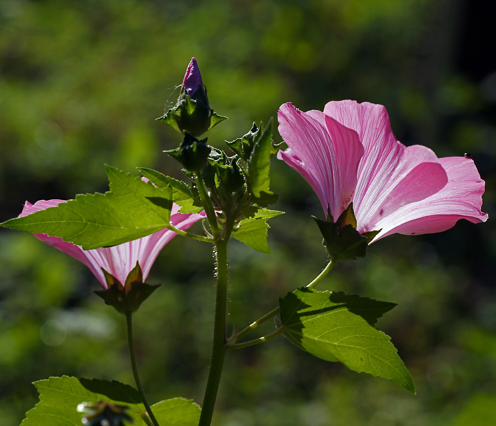 Изображение особи Malva trimestris.