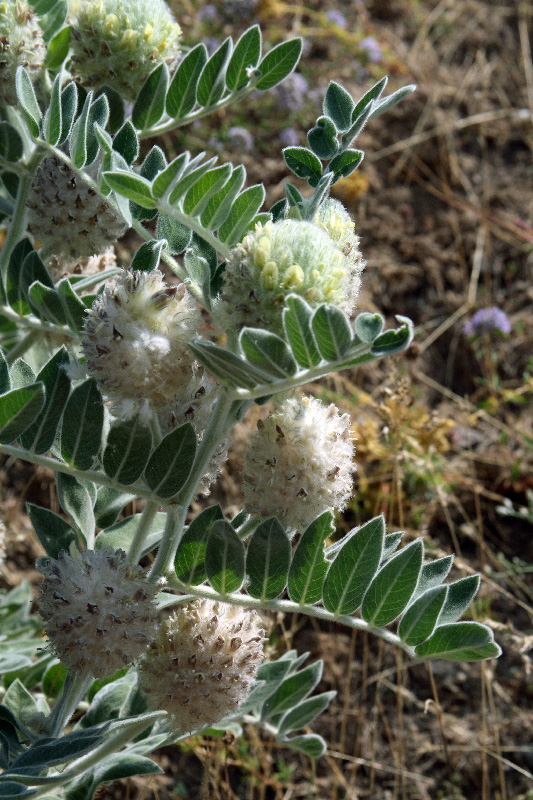 Изображение особи Astragalus eximius.