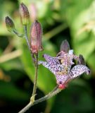 Tricyrtis hirta