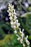 Image of taxon representative. Author is Марина Скотникова