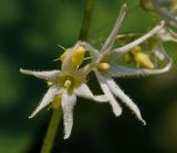 Echinocystis lobata. Цветки и бутон. Московская обл., Раменский р-н, окр. дер. Хрипань, садовый участок. 10.08.2014.