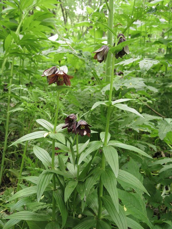 Изображение особи Fritillaria camschatcensis.