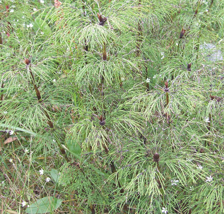 Изображение особи Equisetum sylvaticum.