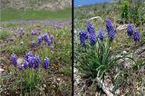 Muscari armeniacum