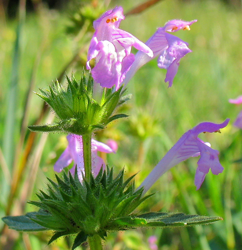 Изображение особи Galeopsis ladanum.