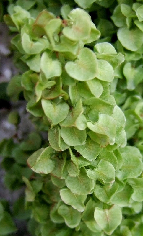 Image of Rumex longifolius specimen.