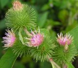 Arctium minus