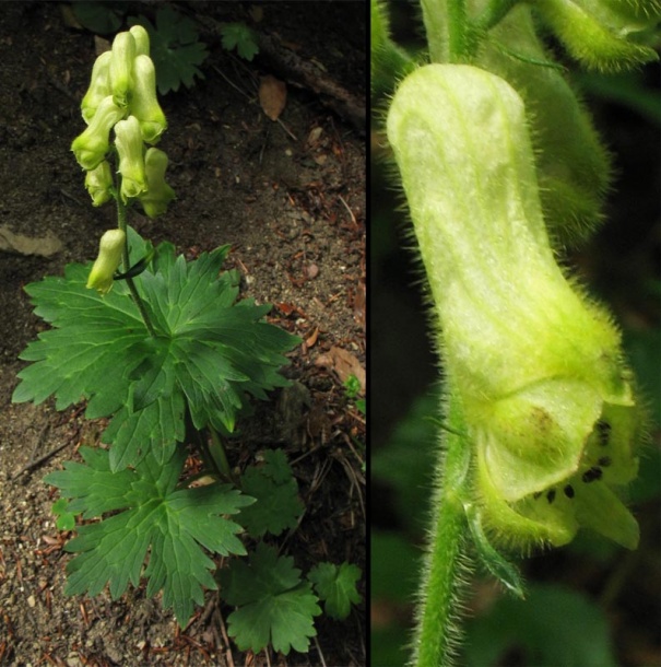 Изображение особи Aconitum vulparia.