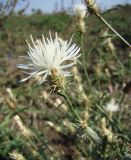 Centaurea diffusa. Соцветие. Краснодарский край, Кущёвский р-н, станица Шкуринская, многолетняя залежь. 24.09.2009.