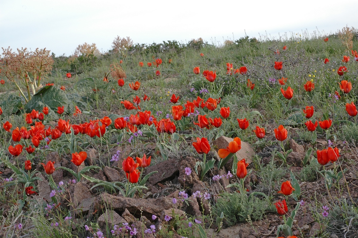 Изображение особи Tulipa alberti.