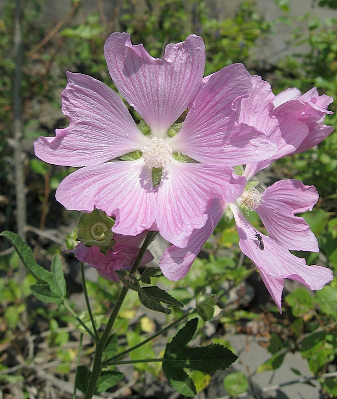 Image of Malva thuringiaca specimen.