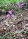 Cephalanthera rubra