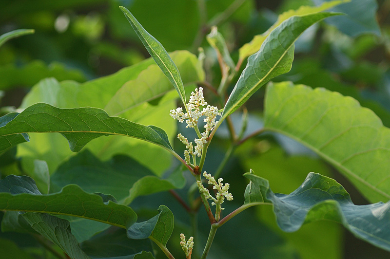 Изображение особи Reynoutria sachalinensis.